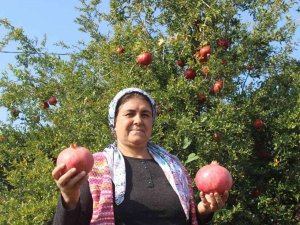 Manisa’da En Fazla Nar Üretimi Salihli’de Yapılıyor