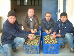 Burhaniye'de Tariş Yeşil Zeytin Alımına Başladı