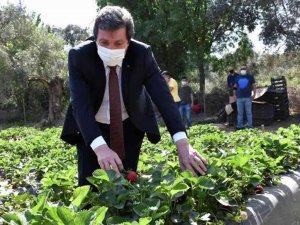 Çilek, Kırsal Ailelerin Geçim Kaynağı Oldu