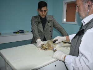 Yaralı Yaban Tavşanını Veterinerde Tedavi Ettirdi