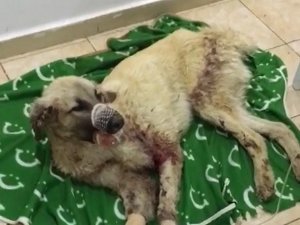 Çenesi Kırılan Sokak Köpeği İçin Seferber Oldular