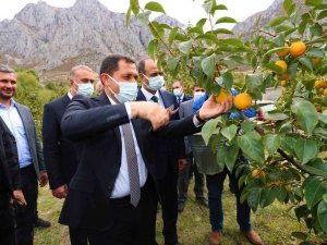 Amasya’da Cennet Hurması Hasadı Başladı: 600 Tondan Fazla Rekolte Bekleniyor