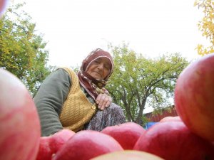 Gümüşhane Elmasında Hasat Başladı