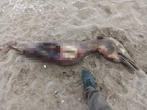 Sahilde Parçalanmış Ve Tanınmaz Halde Bulunmuştu, Bakın Ne Çıktı