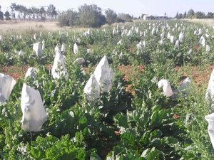 Selçuk Üniversitesi Yerli Hibrit Tohum Geliştirdi