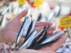 Karadeniz’in İncisi ’İri Hamsi’ 15 Liradan Kapış Kapış Gidiyor