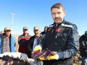 30 Dekar Tarlada Üretildi, Tüm Türkiye’nin İhtiyacı Karşılanıyor