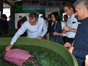 Tedavileri Tamamlanan Deniz Kaplumbağaları Denize Bırakıldı