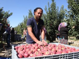 Isparta Elmasından Ekonomiye 1 Milyar 862 Milyon Liralık Katkı