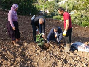 Şifa Kaynağı Olacak Keçiboynuzu Fidanları Toprakla Buluştu