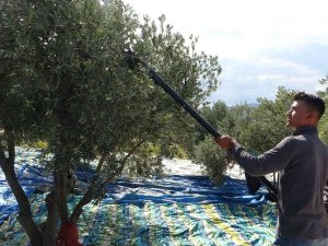 Zeytin Üreticisi Tüccardan Dertli