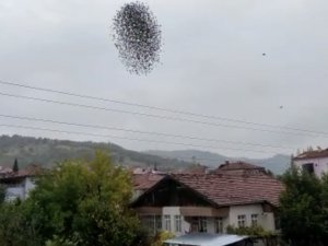 Amasya’da Sığırcık Kuşlarının Dansı