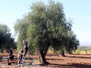 Kilis’te Zeytinde Erken Hasat Dönemi