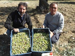 Değişik İllerden Gelip Zeytin Hasadına Katıldılar