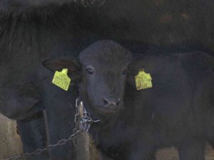 Kayseri’de İlk Suni Tohumlamayla Doğan Mandaya ‘Küçükhisar’ İsmi Verildi