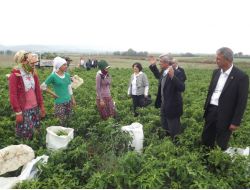 Mardinli Kızlar Çeyiz Düzmek İçin Bursa'da Biber Topluyor