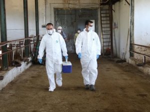 13 Bin Hayvan Aşılandı