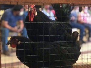 Yetiştirmesi 6 Ay Sürüyor, Tanesi 3 Bin 500 Liradan Alıcı Buluyor