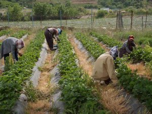 Marka Haline Gelen Sason Çileğinde Yılın Son Hasadına Başlandı