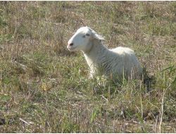 Çanakkale’de Mavi Dil Hastalığı Tedbirleri
