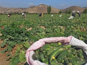 İ̇zmir’de Salatalık Üreticileri Dertli