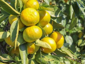 Satsuma Mandalinanın İhracat Yolculuğu 27 Ekim’de Başlıyor
