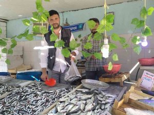 Hamsi Bollaştı, Fiyatı 20 Tl’ye Düştü