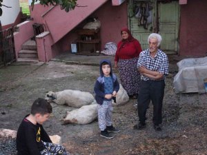 Aç Kalan Sokak Köpekleri, Koyun Sürüsüne Saldırdı