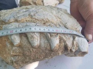 Manisa’da Milyonlarca Yıllık Hayvan Fosili Bulunduğu İddiası