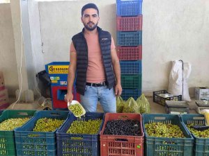 Salamura Zeytin Yapımı Hem Sağlıklı, Hem Ucuz