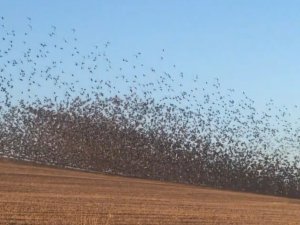 Binlerce Sığırcık Kuşu Böyle Dans Etti