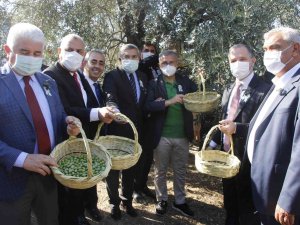 Hatay’da "Zeytin Ve Zeytinyağı Festivali" Coşkusu