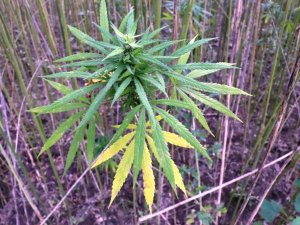 Samsun’da Kenevir Üretimi 250 Dekara Kadar Düştü