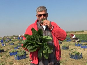 Manisalı Üretici ’Biz Zehir Yetiştirmiyoruz’ Deyip, Çiğ Ispanak Yedi