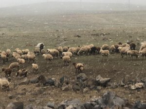 Metroloji Günler Önce Uyarmıştı