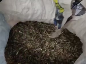 Ay Çekirdeği Çuvalında Silah Kaçakçılığı