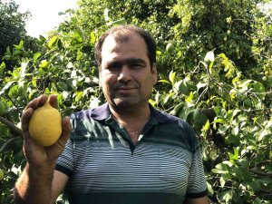 Çukurova’da Limon Dalında Kaldı