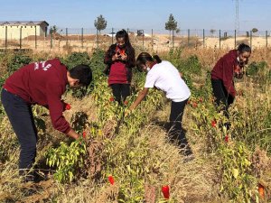 Okulda Hasat Sevinci