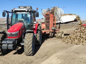 Ulaş’ta Şeker Pancarı Rekoltesinin 1 Milyon Tonu Geçmesi Bekleniyor