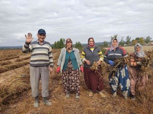 Edirne’de 120 Yıldır Ekilen Fıstığın Hasadına Başlandı