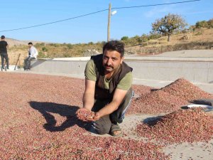 Kuraklık Üreticiyi Vurdu, 1 Tondan 200 Kilogram Verim Alındı