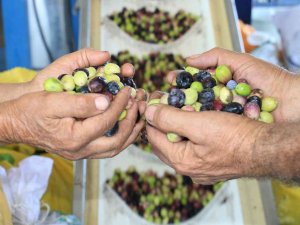 Zeytinyağının Zahmetli Ve Tatlı Biten Yolculuğu