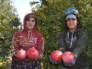 129 Kilometre Uzaktan Aksu’ya Nar Hasadına Geliyorlar