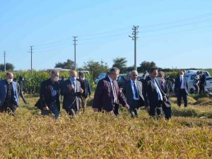 Bafra Ovası’nda “Damla Sulama Sistemi İle Çeltik Yetiştiriciliğine Çeşit Performansları Hasat Günü”