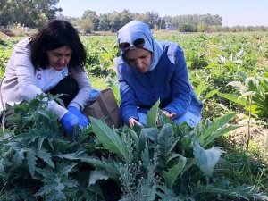 Enginar Zararlarıyla Mücadele Devam Ediyor