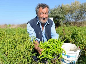 Ürünlü Kıl Sivri Biberi Coğrafi İşareti Hak Ediyor
