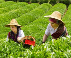 2015 Yılı Yaş Çay Destekleme Ücreti Belli Oldu