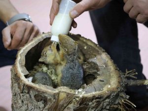 Kütükten Çıkan 3 Sincap Yavrusu Biberonla Besleniyor