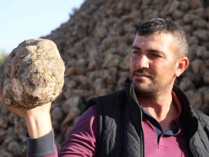 Kuraklık Şeker Pancarını Da Vurdu, Üretim Yüzde 8 Azaldı