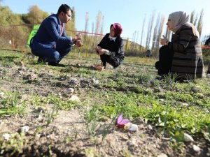 Seyitgazi Kaymakamı Baytak Ve Dr. Ayyıldız Safran Hasadına Katıldı